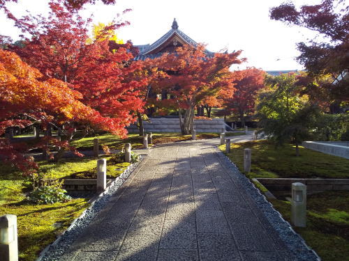 智積院 紅葉 2025 鐘楼堂辺り / 京都観光旅行ガイド