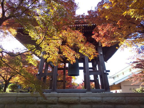 智積院 紅葉 2025 鐘楼堂辺り / 京都観光旅行ガイド