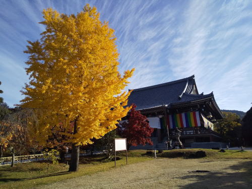 智積院 紅葉 2025 本堂辺り / 京都観光旅行ガイド