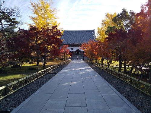 智積院 紅葉 2025 本堂辺り / 京都観光旅行ガイド