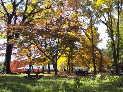母と子の森 紅葉 2025 / 京都観光旅行ガイド