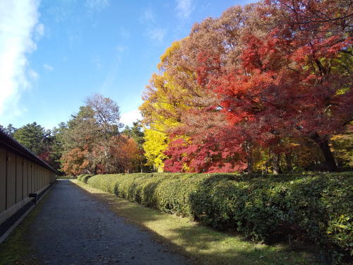 母と子の森 紅葉 2025 / 京都観光旅行ガイド
