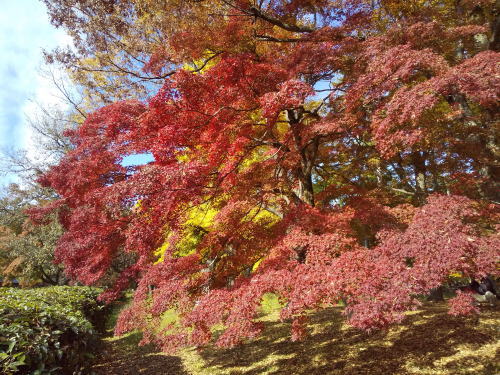 母と子の森 紅葉 2025 / 京都観光旅行ガイド