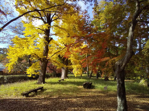 母と子の森 紅葉 2025 / 京都観光旅行ガイド