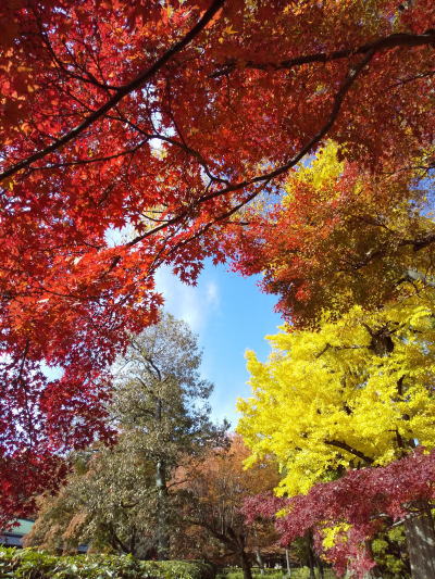 母と子の森 紅葉 2025 / 京都観光旅行ガイド