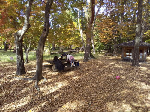 母と子の森 紅葉 2025 / 京都観光旅行ガイド