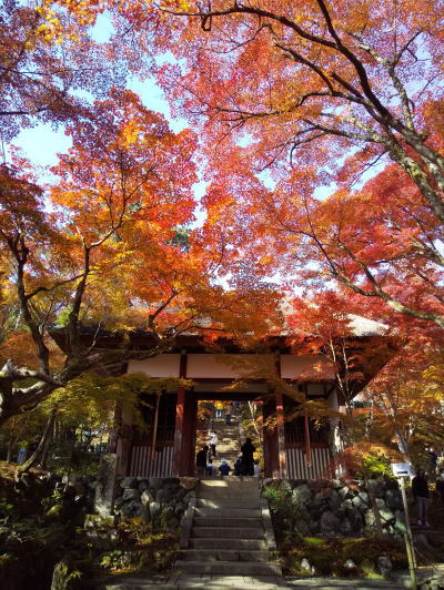 常寂光寺 紅葉 2025 仁王門 / 京都観光旅行ガイド