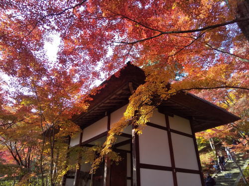 常寂光寺 紅葉 2025 仁王門 / 京都観光旅行ガイド