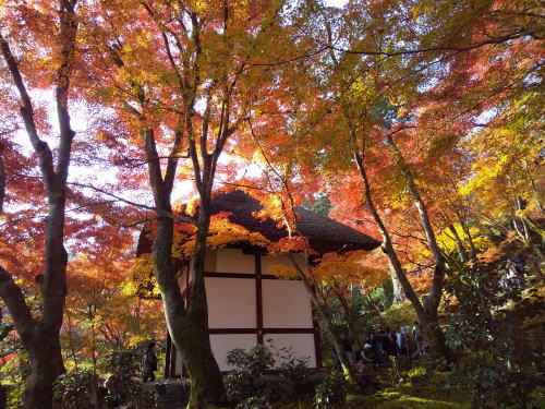 常寂光寺 紅葉 2025 仁王門 / 京都観光旅行ガイド