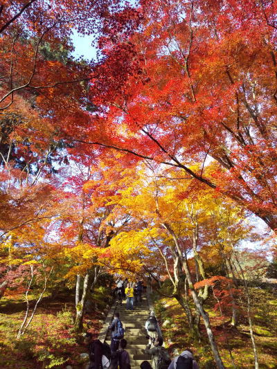 常寂光寺 紅葉 2025 階段の紅葉 / 京都観光旅行ガイド