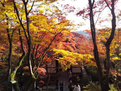 常寂光寺 紅葉 2025 仁王門 / 京都観光旅行ガイド