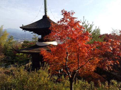 常寂光寺 紅葉 2025 多宝塔 / 京都観光旅行ガイド