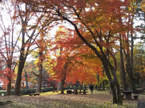 京都で12月も楽しめる遅めの紅葉スポット 母と子の森 / 京都観光旅行ガイド