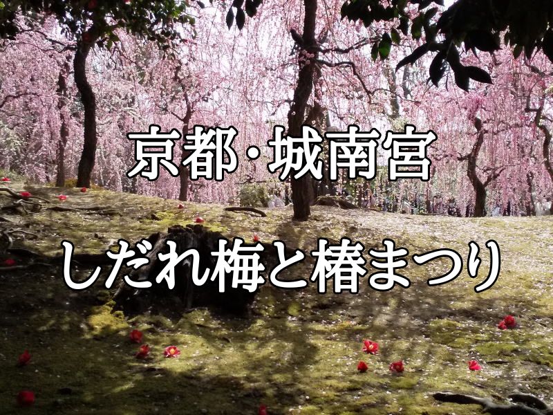 城南宮 しだれ梅と椿まつり / 京都観光旅行ガイド