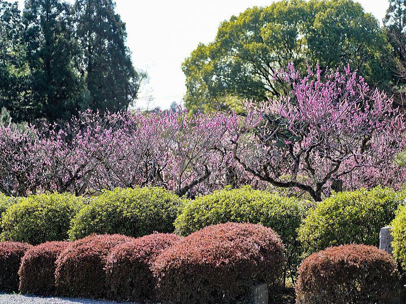 随心院 小野梅園