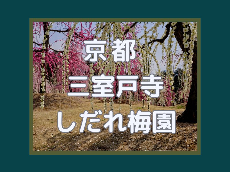 三室戸寺 しだれ梅園 / 京都観光旅行ガイド