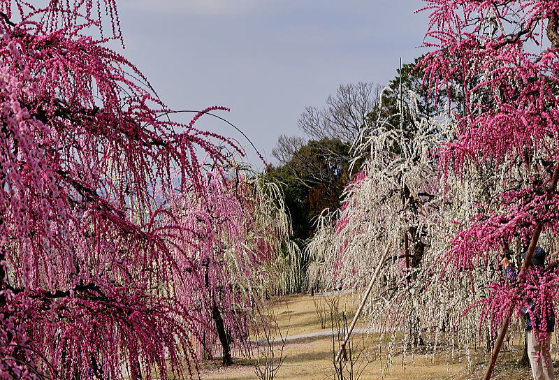 三室戸寺 しだれ梅 / 京都観光旅行ガイド