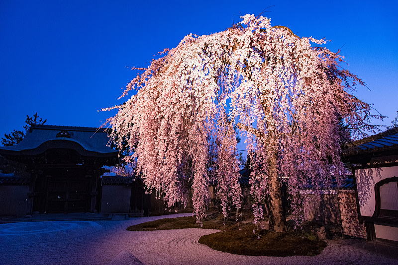 高台寺 春ライトアップ / 京都観光旅行ガイド