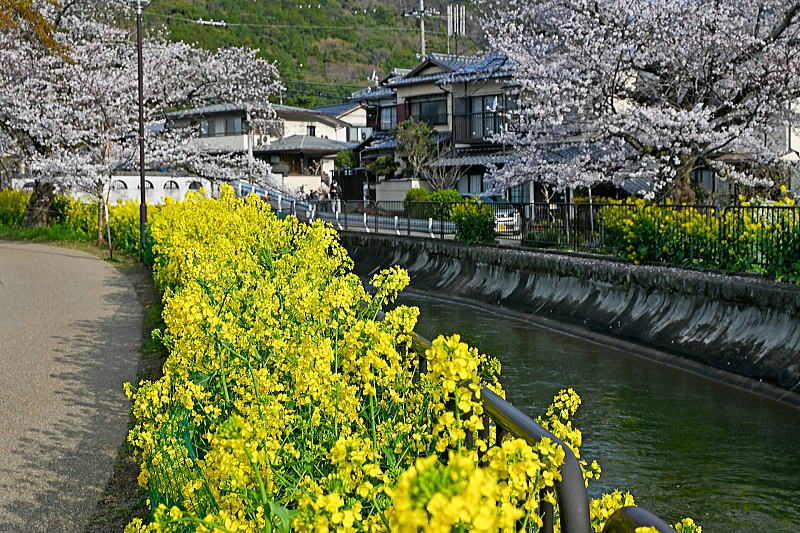 山科桜ウオーク / 京都観光旅行ガイド