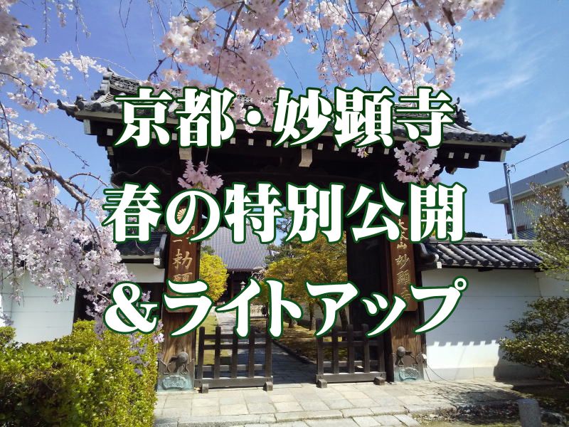 妙顕寺 春の特別公開&ライトアップ / 京都観光旅行ガイド