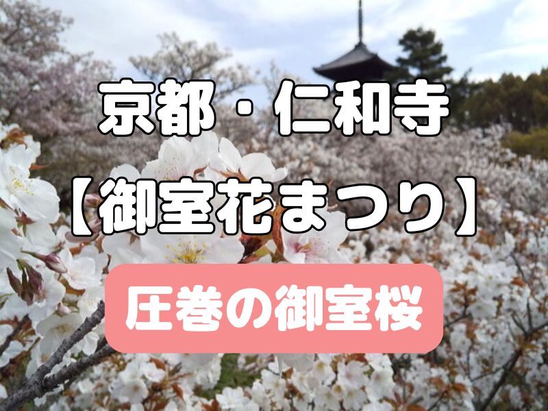 仁和寺 御室花まつり / 京都観光旅行ガイド