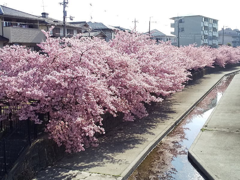 京都 河津桜(淀) / 京都観光旅行ガイド