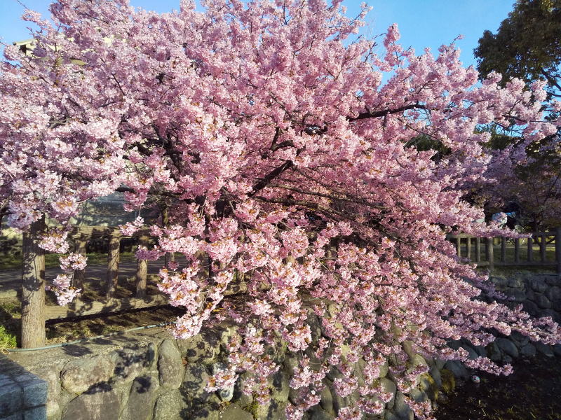 京都 河津桜(淀) / 京都観光旅行ガイド