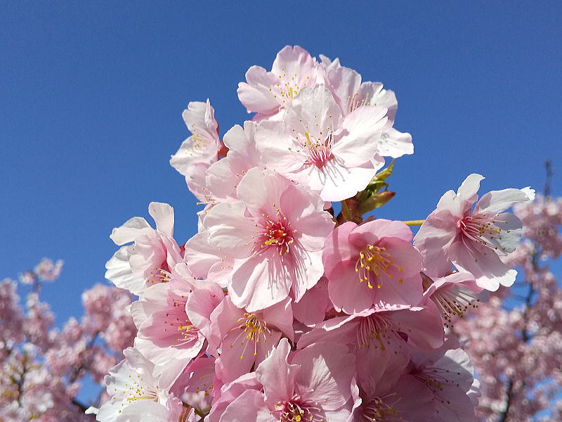 京都 河津桜(淀) / 京都観光旅行ガイド