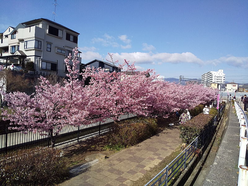 京都 河津桜(淀) / 京都観光旅行ガイド