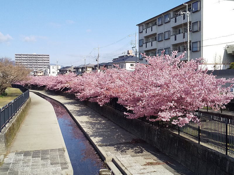 京都 河津桜(淀) / 京都観光旅行ガイド