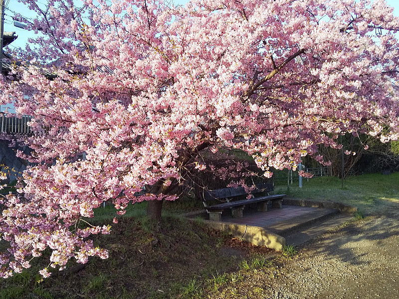 京都 河津桜(淀) / 京都観光旅行ガイド