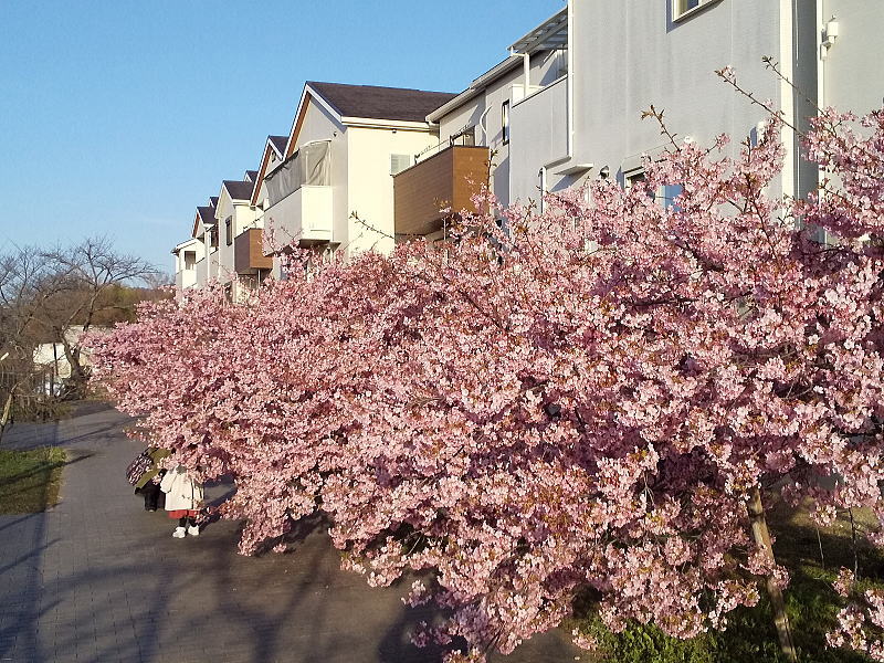 京都 河津桜(淀) / 京都観光旅行ガイド
