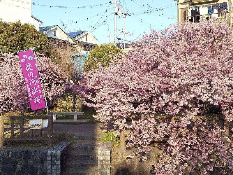 京都 河津桜(淀) / 京都観光旅行ガイド