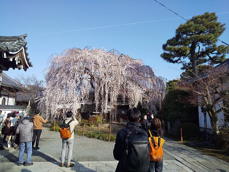 本満寺しだれ桜 / 京都観光旅行ガイド