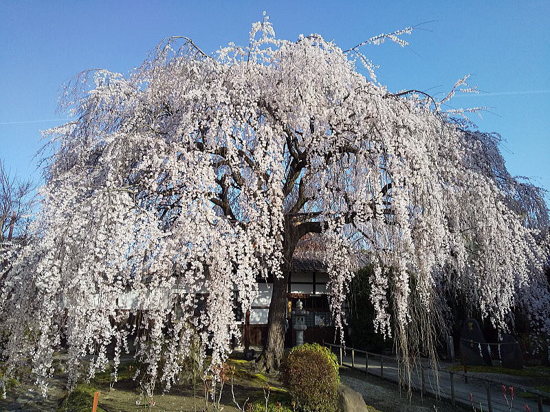 本満寺しだれ桜 / 京都観光旅行ガイド