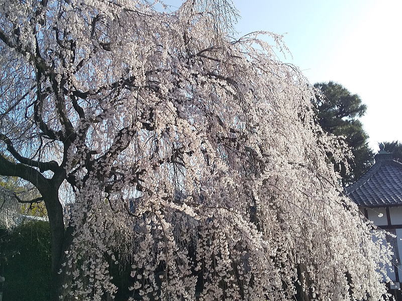本満寺しだれ桜 / 京都観光旅行ガイド