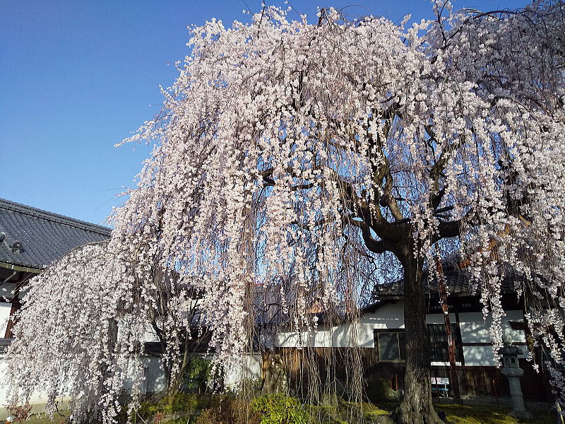 本満寺しだれ桜 / 京都観光旅行ガイド