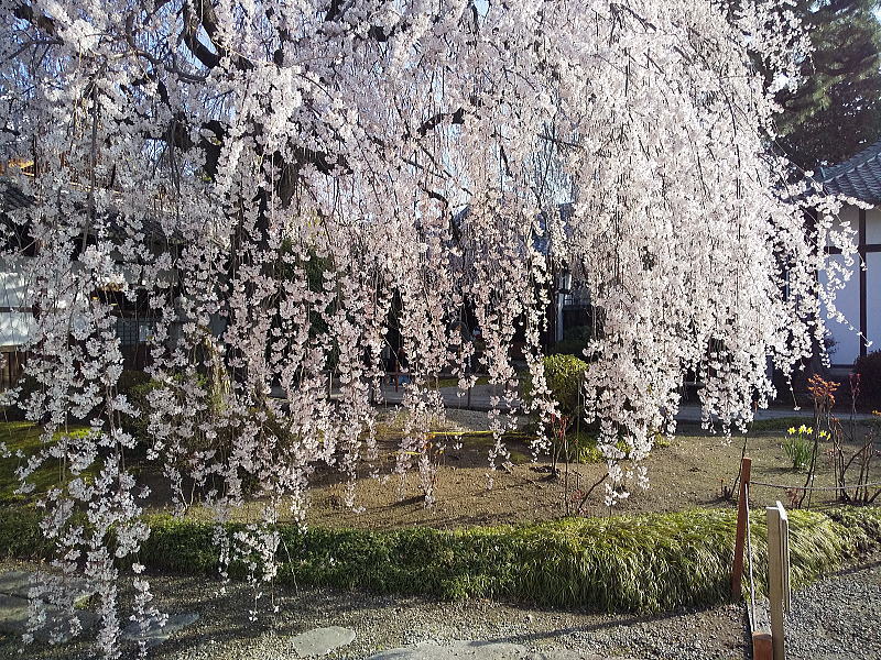 本満寺しだれ桜 / 京都観光旅行ガイド