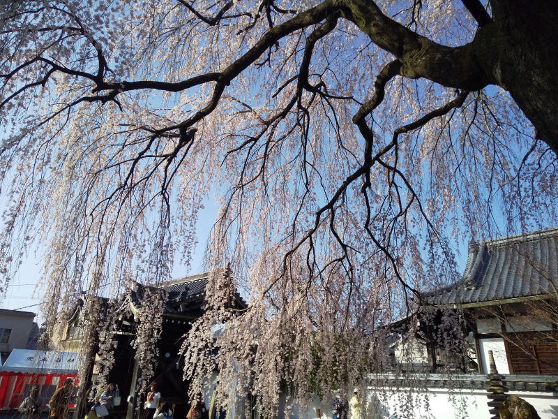 本満寺しだれ桜 下からの眺め / 京都観光旅行ガイド