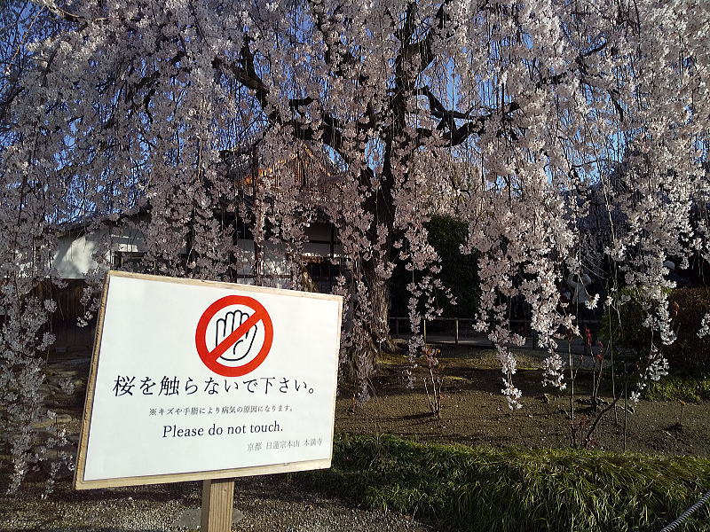 本満寺しだれ桜 / 京都観光旅行ガイド