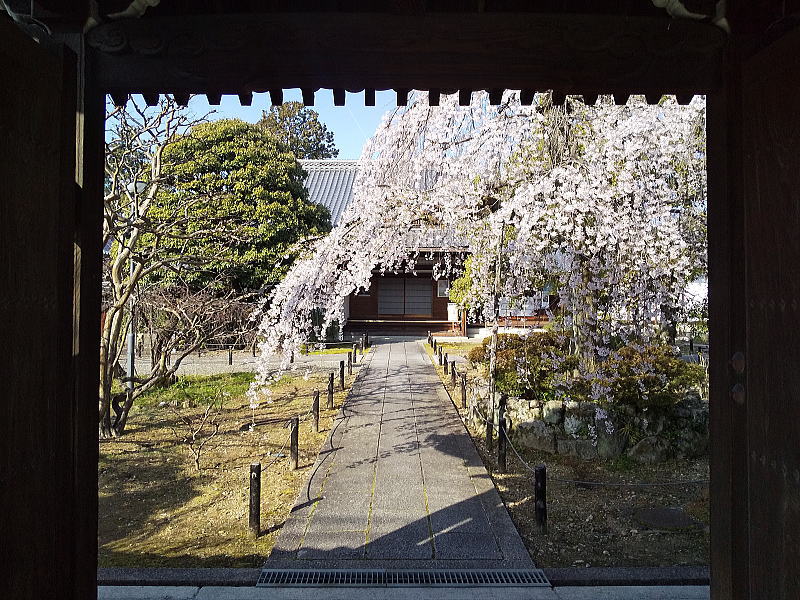 上品蓮台寺 しだれ桜 / 京都観光旅行ガイド