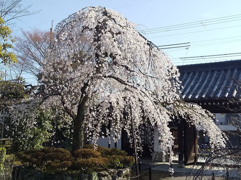 上品蓮台寺 しだれ桜 / 京都観光旅行ガイド