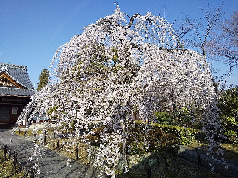 上品蓮台寺 しだれ桜 / 京都観光旅行ガイド