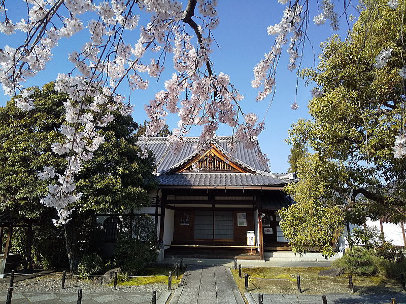 上品蓮台寺 しだれ桜 / 京都観光旅行ガイド