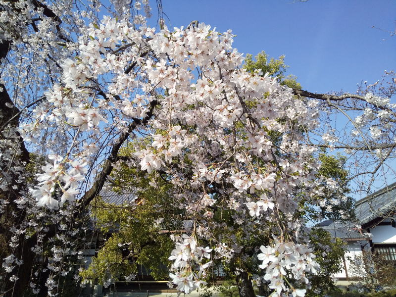 上品蓮台寺 しだれ桜 / 京都観光旅行ガイド