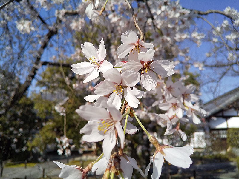 上品蓮台寺 しだれ桜 / 京都観光旅行ガイド