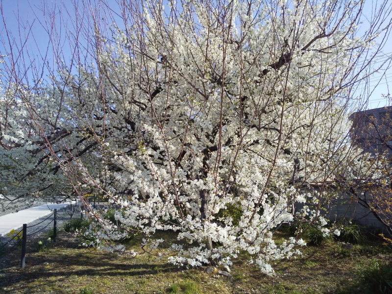 上品蓮台寺 桜 / 京都観光旅行ガイド