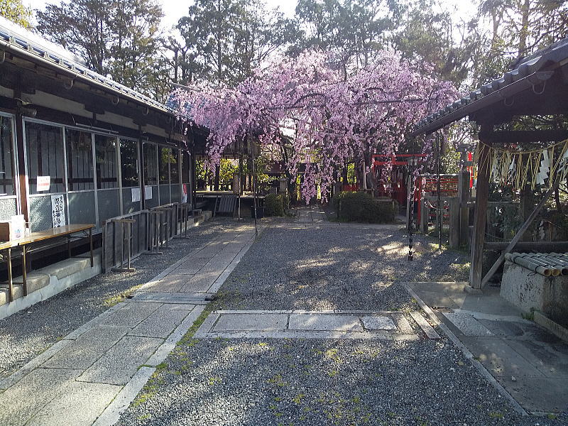 水火天満宮 紅枝垂桜 / 京都観光旅行ガイド
