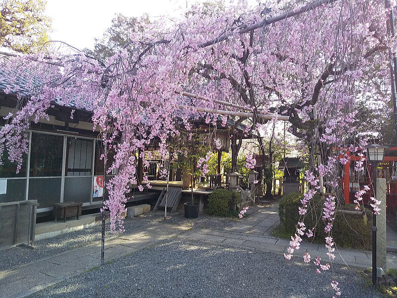 水火天満宮 紅枝垂桜 / 京都観光旅行ガイド