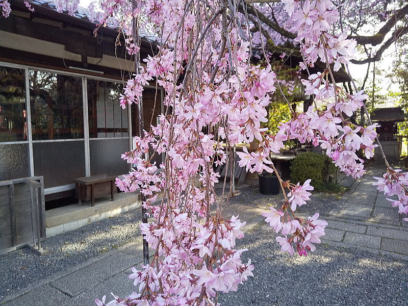 水火天満宮 紅枝垂桜 / 京都観光旅行ガイド